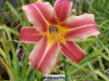 no image available at present.JPG 